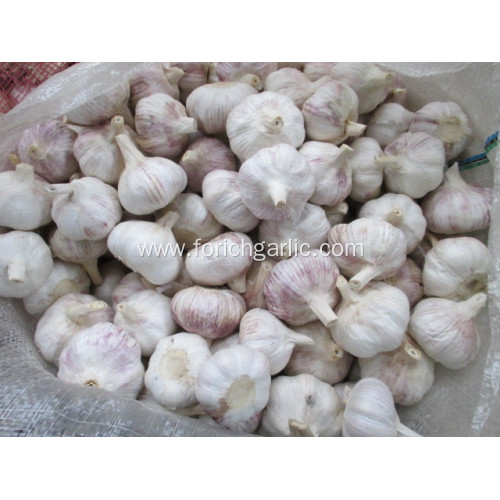 Best Quality Normal White Garlic 2020